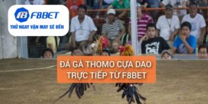 đá gà Thomo cựa dao