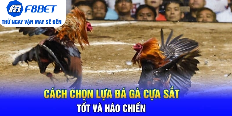 Cách Chọn Lựa Đá Gà Cựa Sắt Tốt Và Háo Chiến